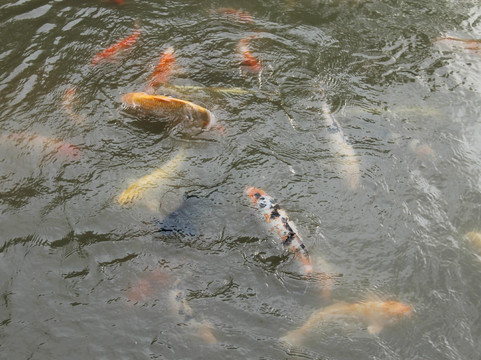 沙田公园-香港必去景点