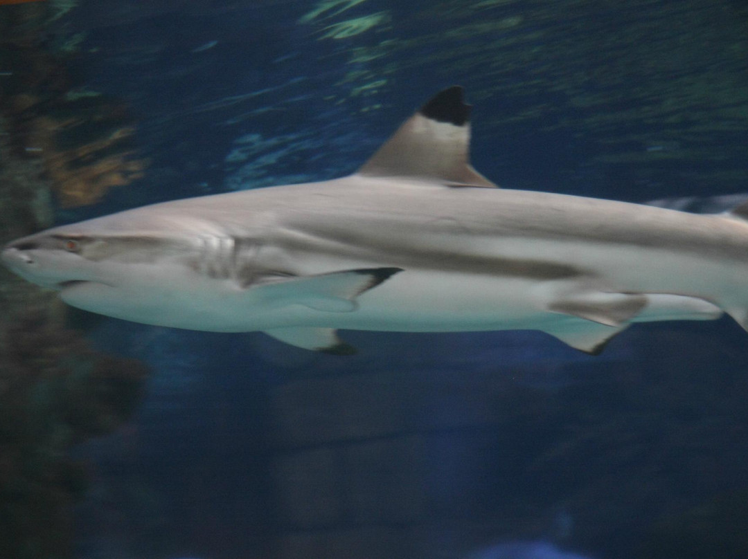 Shark Reef Aquarium-拉斯维加斯必去景点