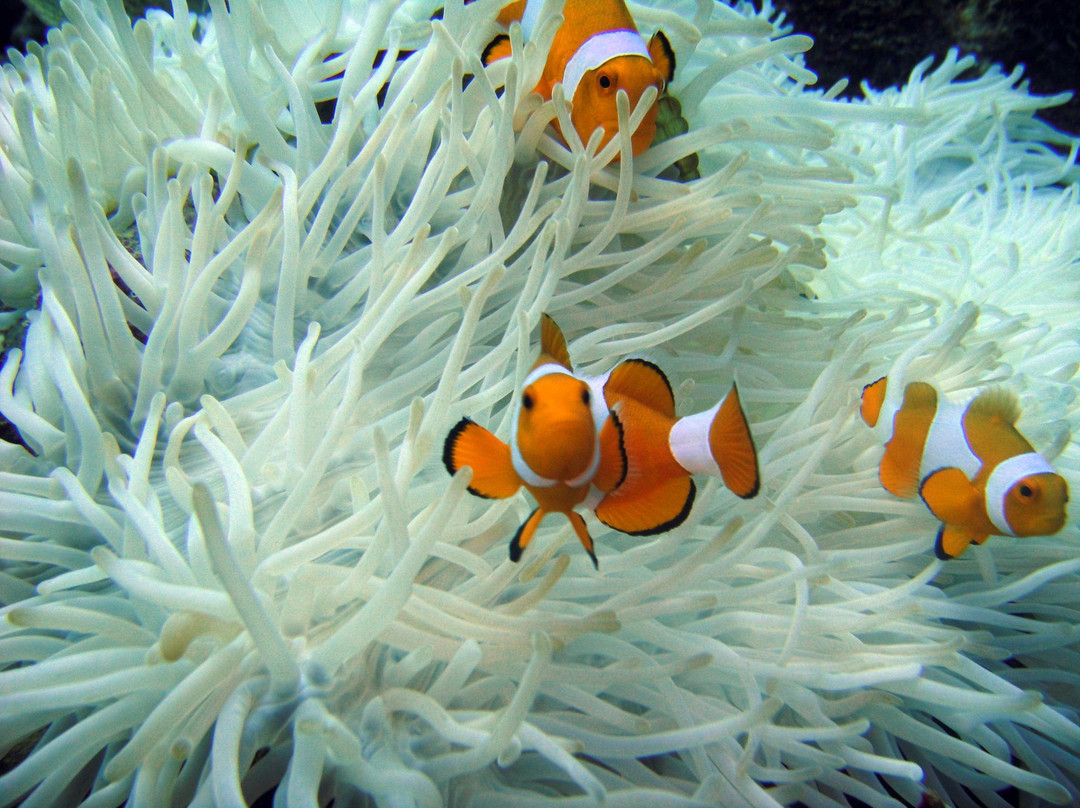 Boracay Island Divers-长滩岛必去景点