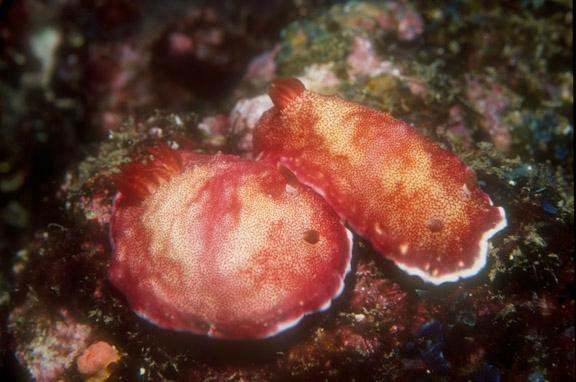 Siam Dive n Sail-拉威必去景点