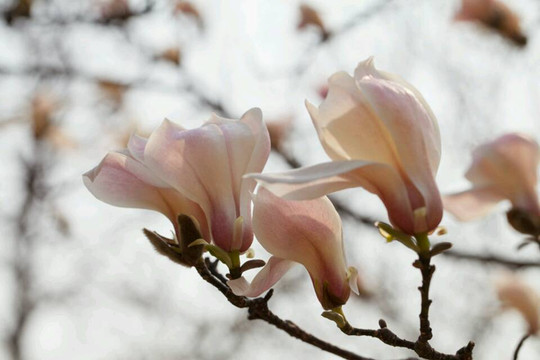 植物园-北京市必去景点
