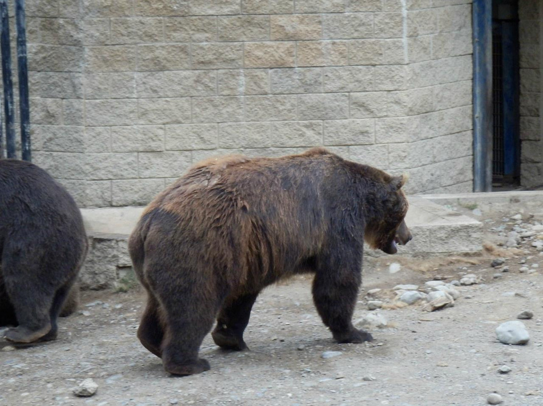 阿拉斯加动物园-安克雷奇必去景点
