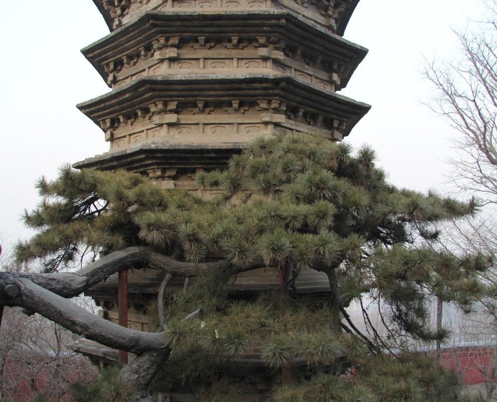 戒台寺古松-北京市必去景点