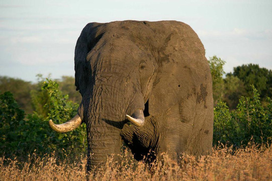 Elephant Herd Tours & Safaris-雾观必去景点