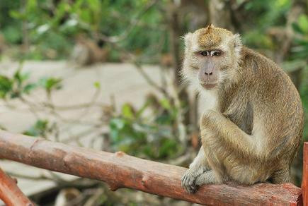 Semporna Proboscis River Cruise-仙本那必去景点