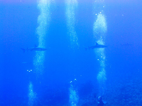 Tahaa Diving-塔哈岛必去景点