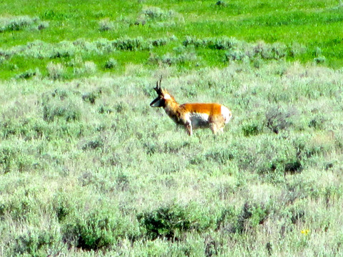 Wildlife Expeditions of Teton Science Schools-杰克逊必去景点