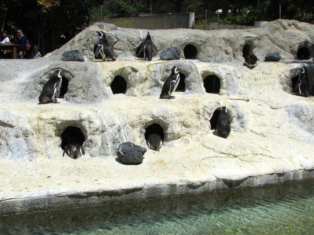 旧金山动物园-旧金山必去景点