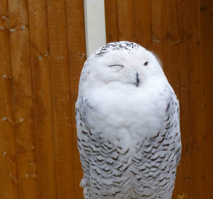 Gentleshaw Birds of Prey and Wildlife Centre景点图片