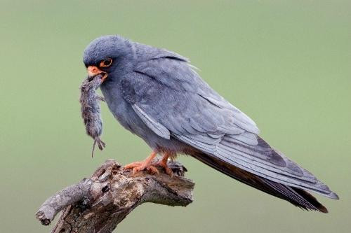 Hungarianbirdwatching.com Day Tours景点图片