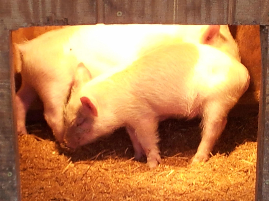 Mountain Valley Farm-Ellijay必去景点