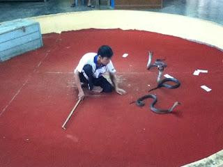 Kathu Cobra Show-卡图必去景点