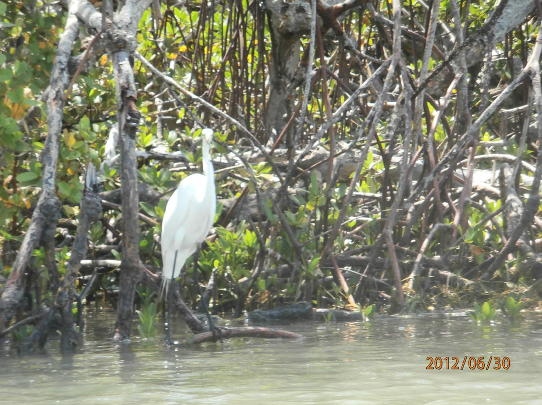 GAEA Guides - Guided Kayak Nature Tours-迈尔斯堡必去景点