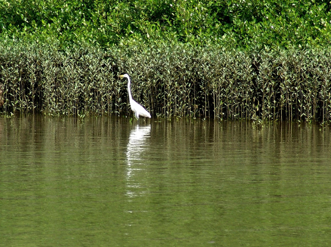Vam Sat Salt-Marsh Forest Ecological Tourist Center-胡志明市必去景点