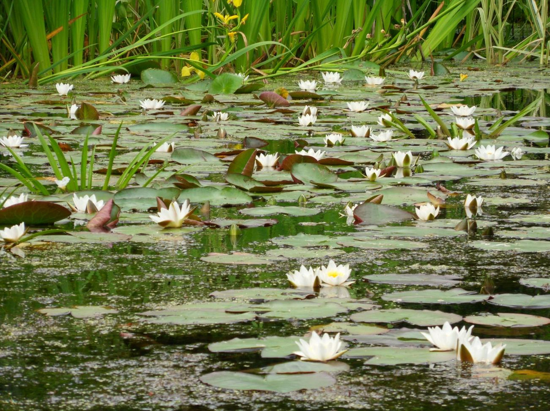 Turku University Botanical Garden-土尔库必去景点