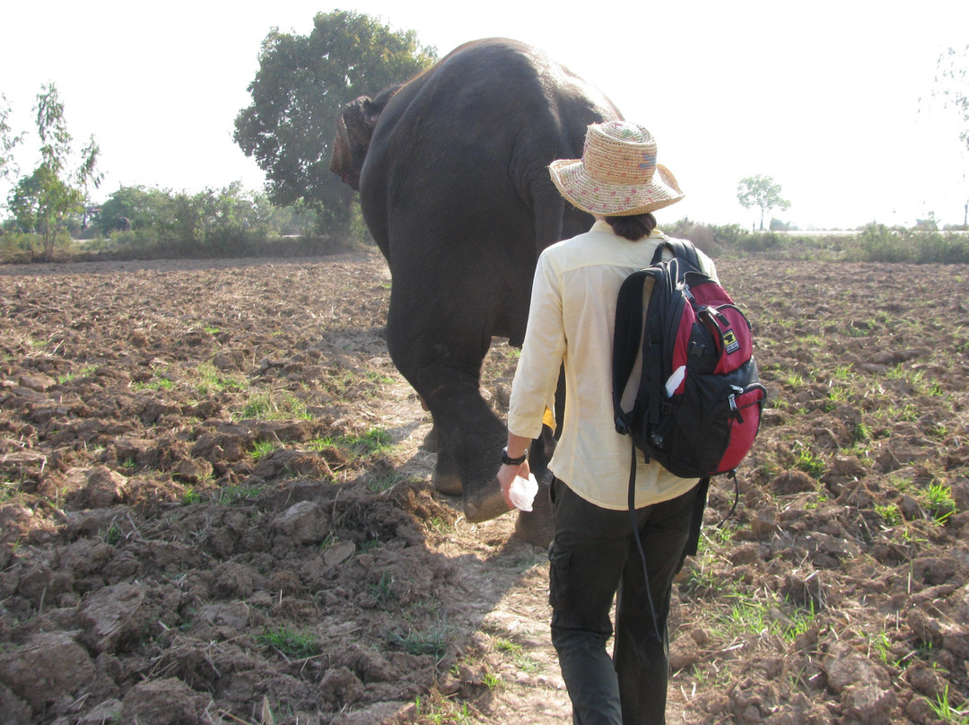 Save Elephant Foundation - Surin Project景点图片