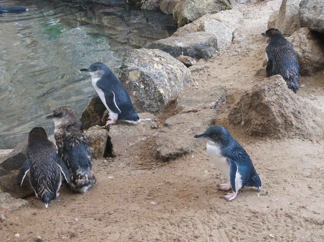 Penguin Centre-维克多港必去景点
