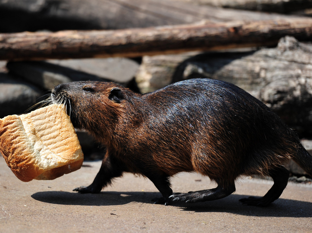 阿提斯动物园-阿姆斯特丹必去景点