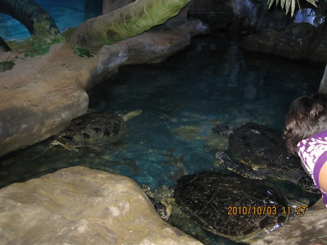 蓬莱海洋极地世界-蓬莱市必去景点