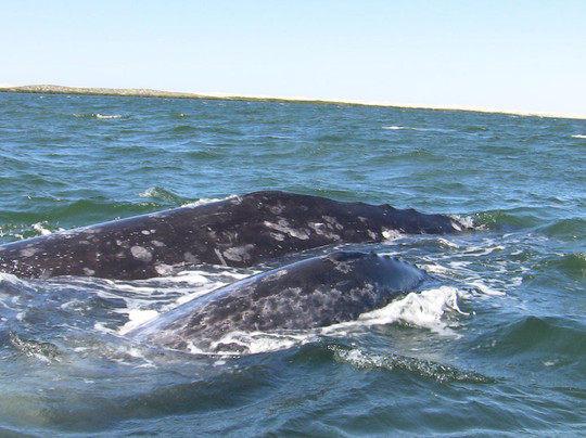 Fun Baja-拉巴斯必去景点