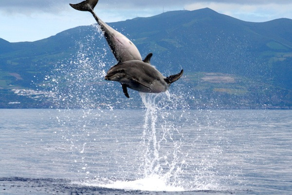 Azores Whale Watching TERRA AZUL-Vila Franca do Campo必去景点