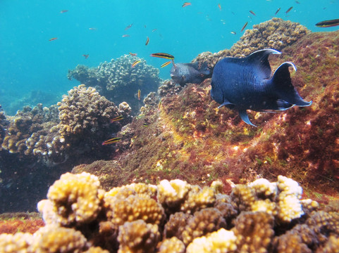 Aquatic Sports and Adventures-曼萨尼约必去景点