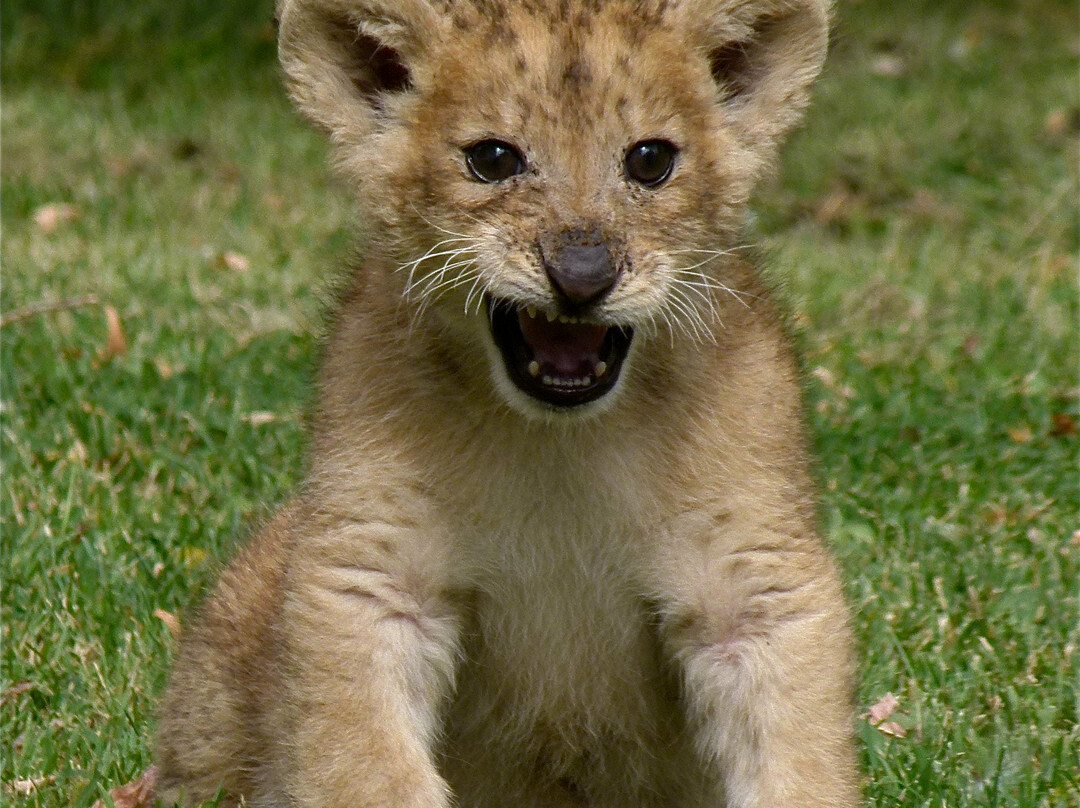 Jungle Cat World Wildlife Park景点图片