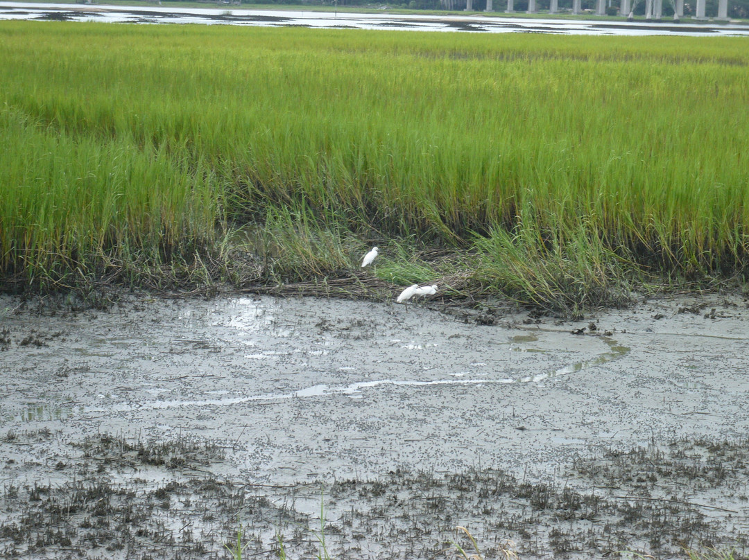 Pinckney Island National Wildlife Refuge-希尔顿头岛必去景点