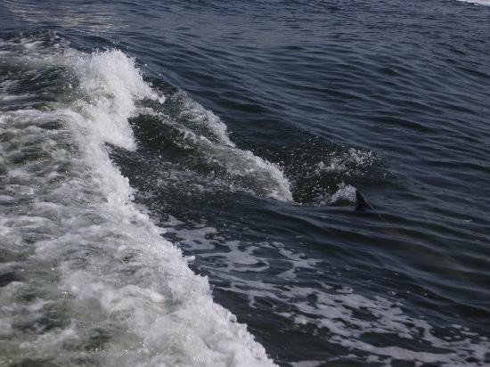 Sun Line Cruises-塔彭斯普林斯必去景点