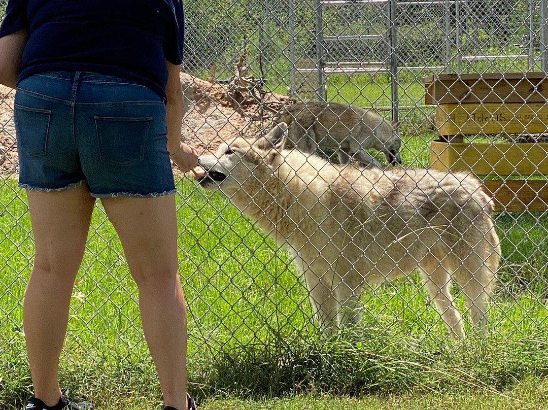 Saint Francis Wolf Sanctuary景点图片