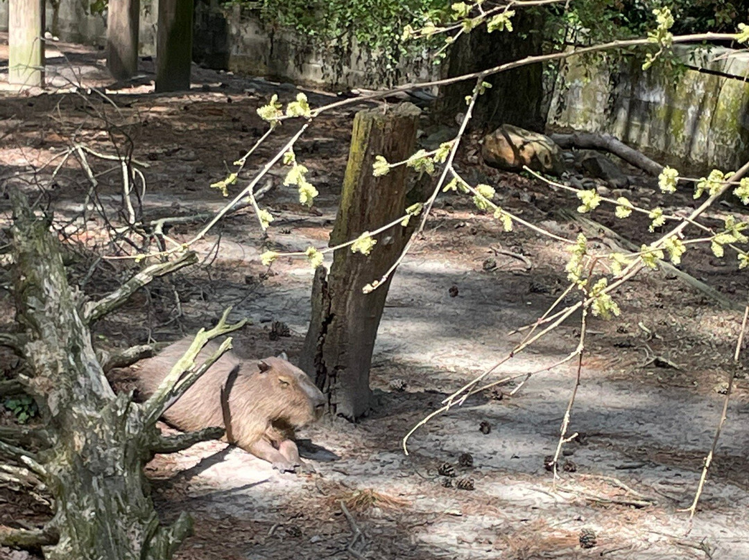 Salisbury Zoo-索尔兹伯里必去景点