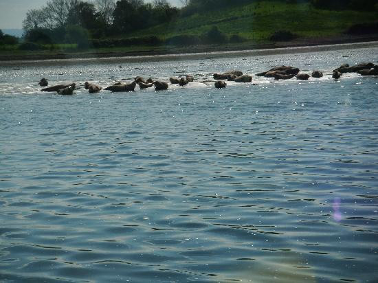 Donegal Bay Waterbus-多尼戈尔城镇必去景点