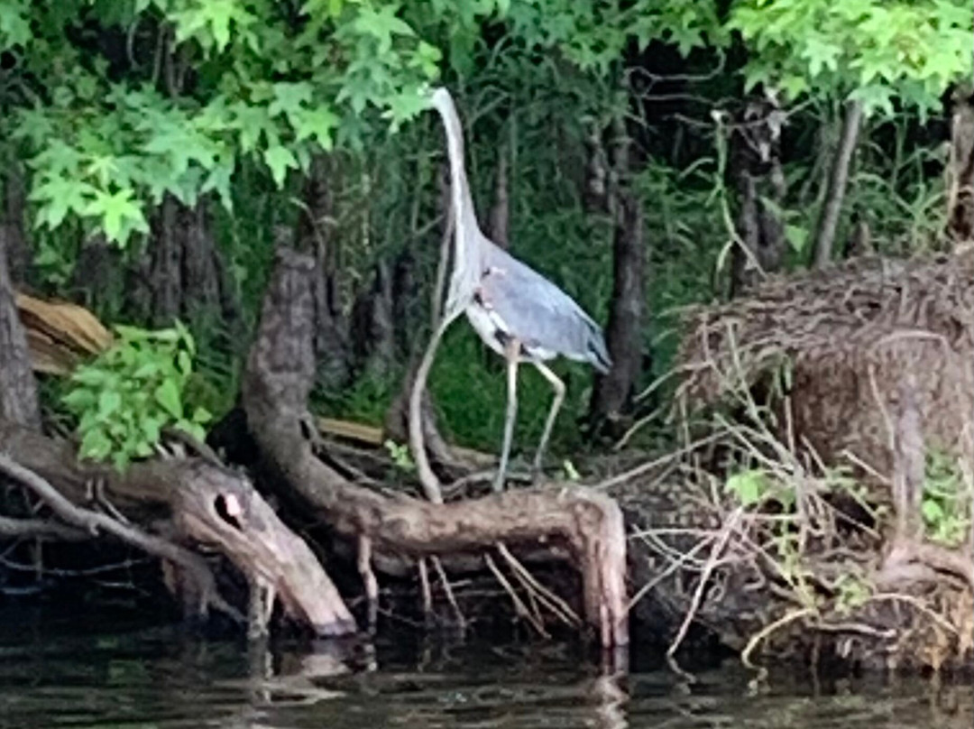 Blue Heron River Tours景点图片