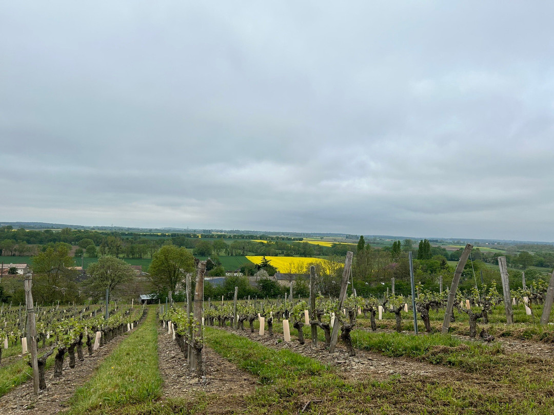 Bumblebee Tours - Loire Valley Wine Experience-梭缪尔必去景点