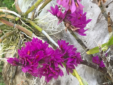 巴厘兰花园-登巴萨必去景点