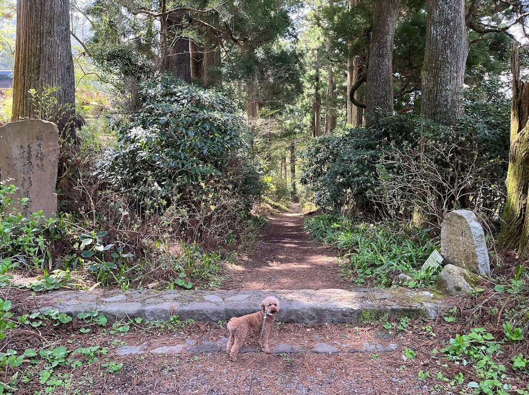 Cedar Trees of Hakone Old Road-箱根町必去景点