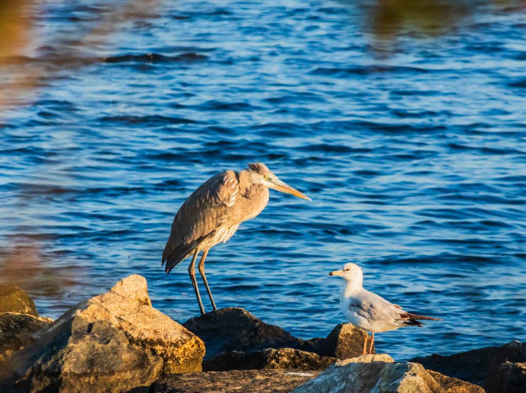 John C. Bartlett, Jr. County Park at Berkeley Island景点图片