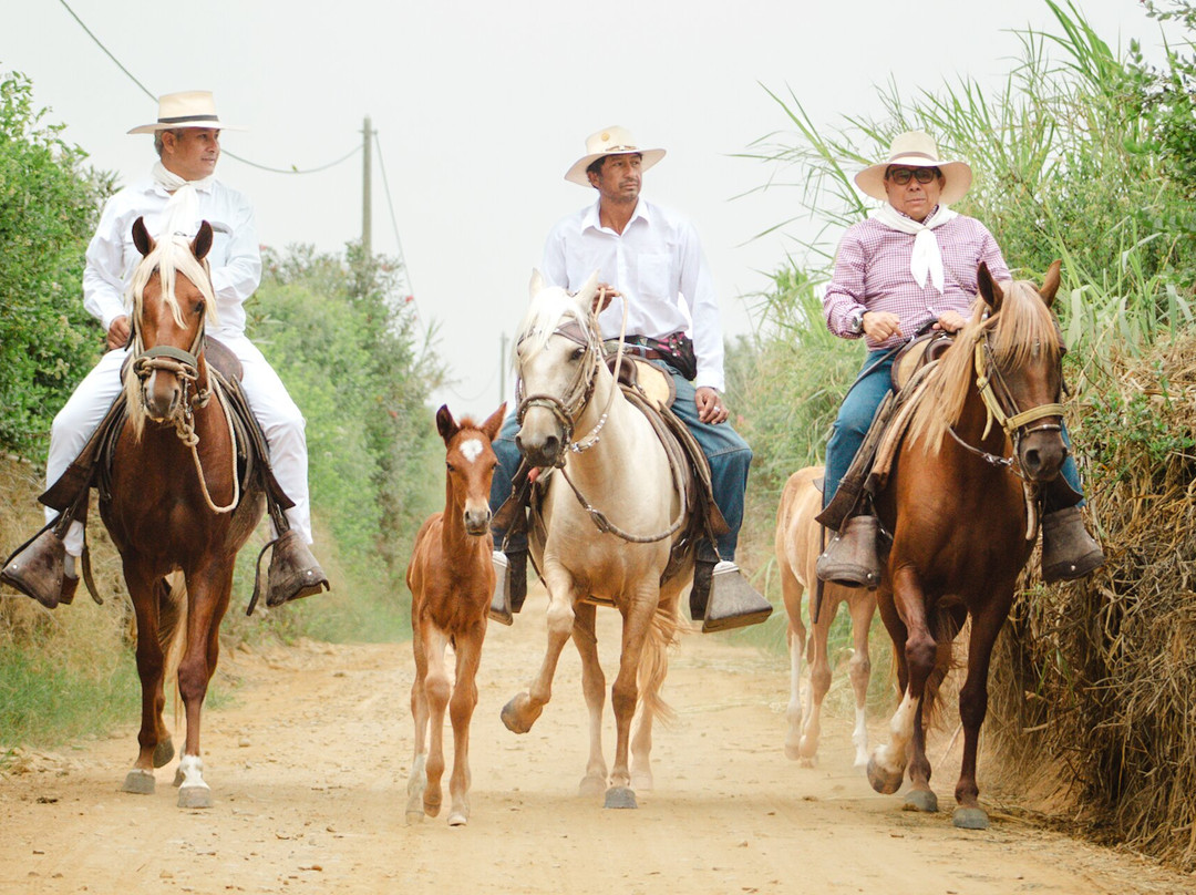 Cabalgata en caballo peruano de paso景点图片