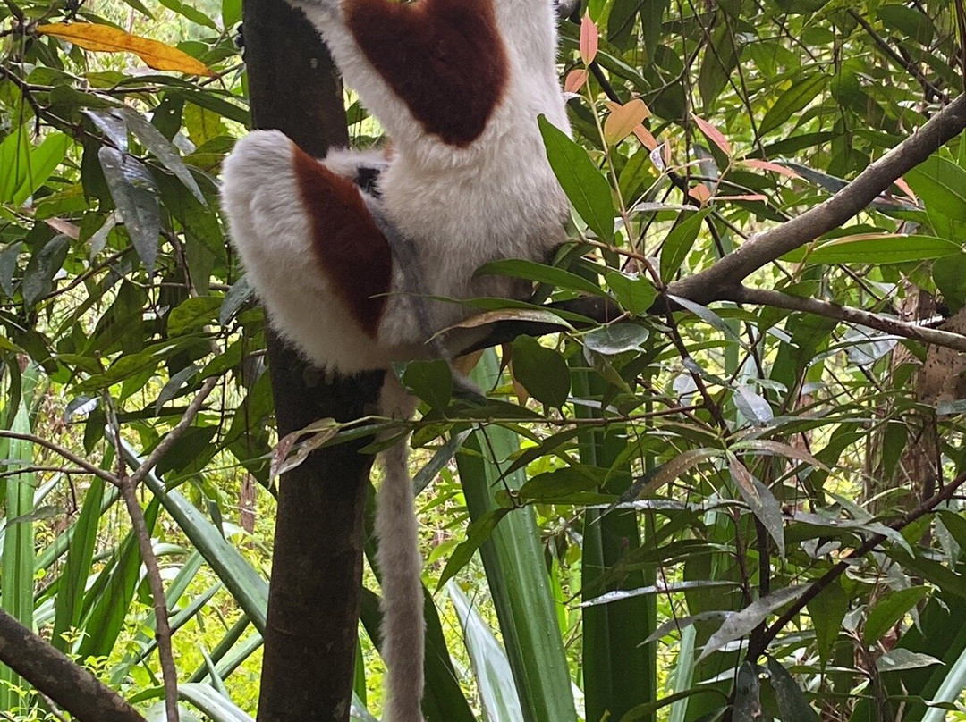 Reserve Peyrieras Madagascar Exotic景点图片