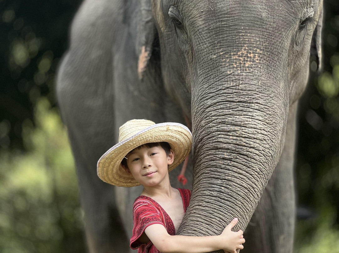 Maerim Elephant Home景点图片