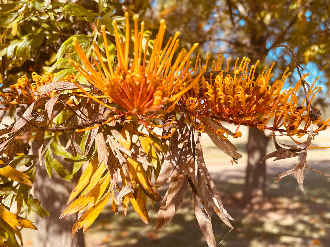 Woodlands Park-Yarrawonga必去景点