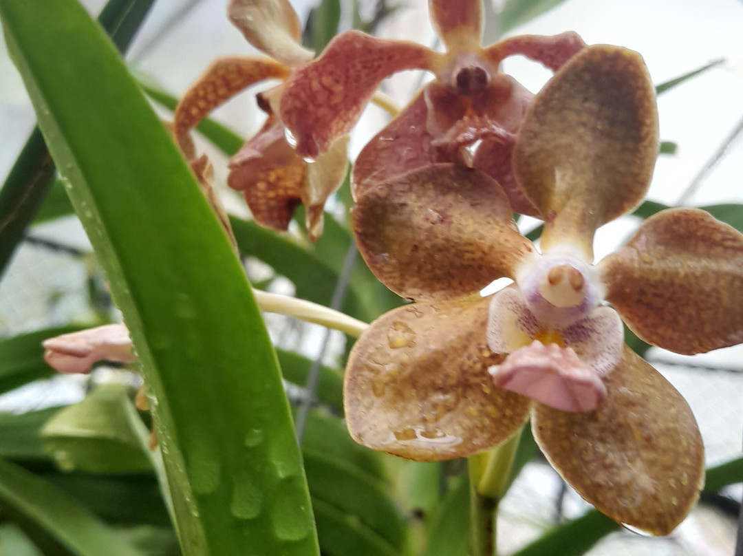 Ceylon Kingsmen Garden-尼甘布必去景点