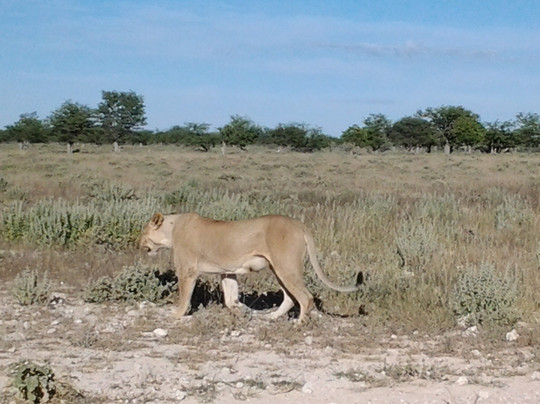 Nali Safaris Namibia-温德和克必去景点