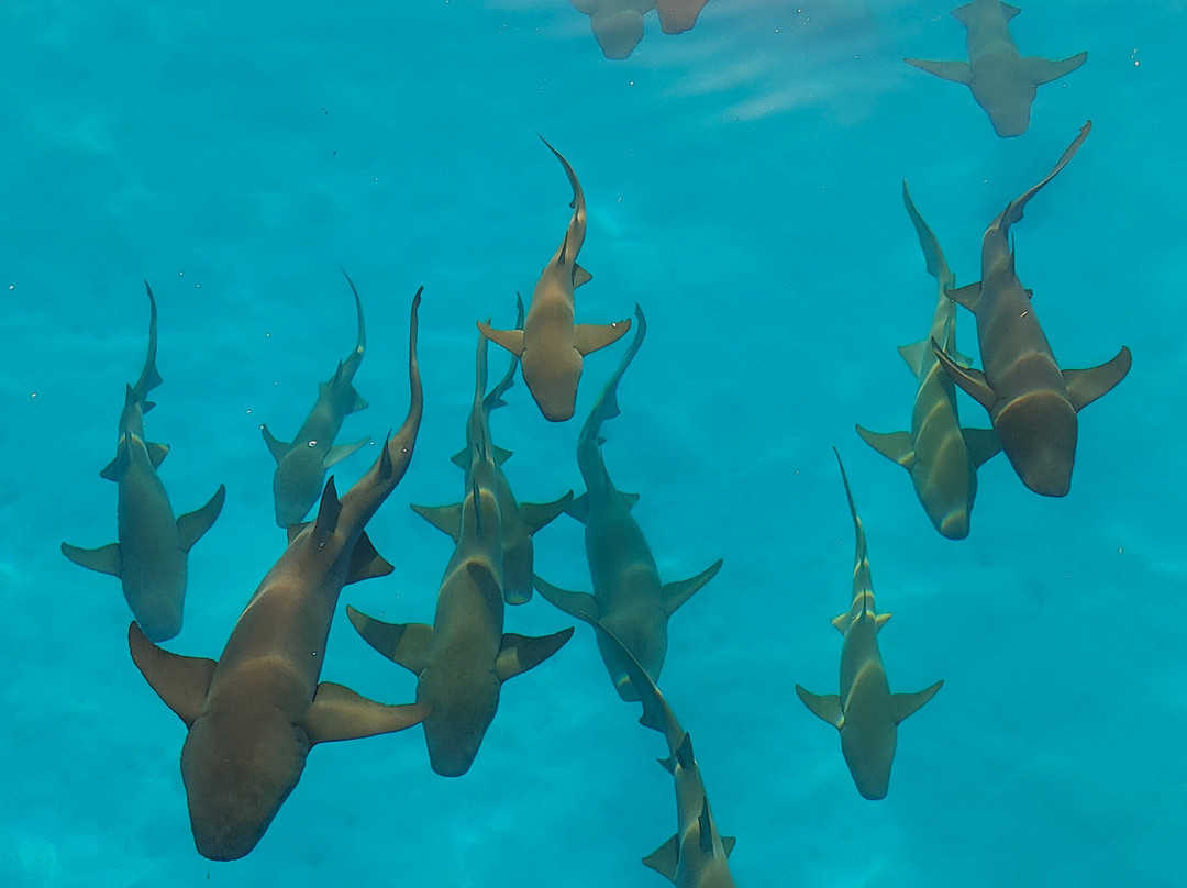 Diving Centers Werner Lau-曼德芙岛必去景点