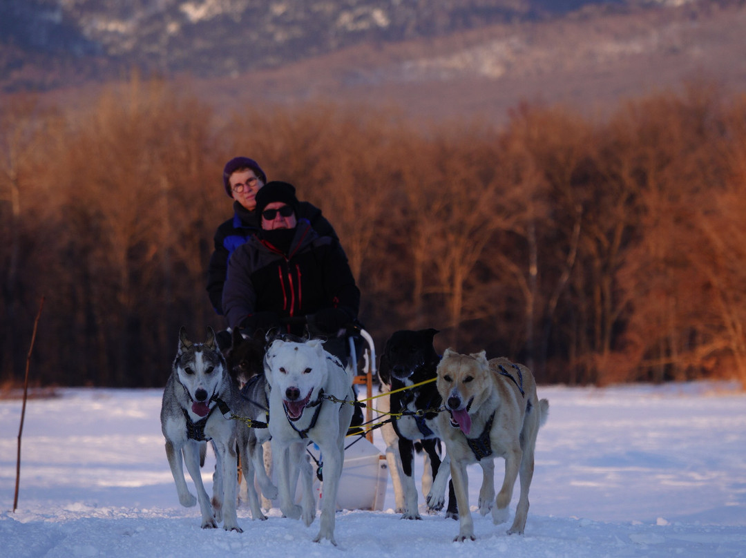 Mushing Works Dog Sledding Tours-鹿追町必去景点