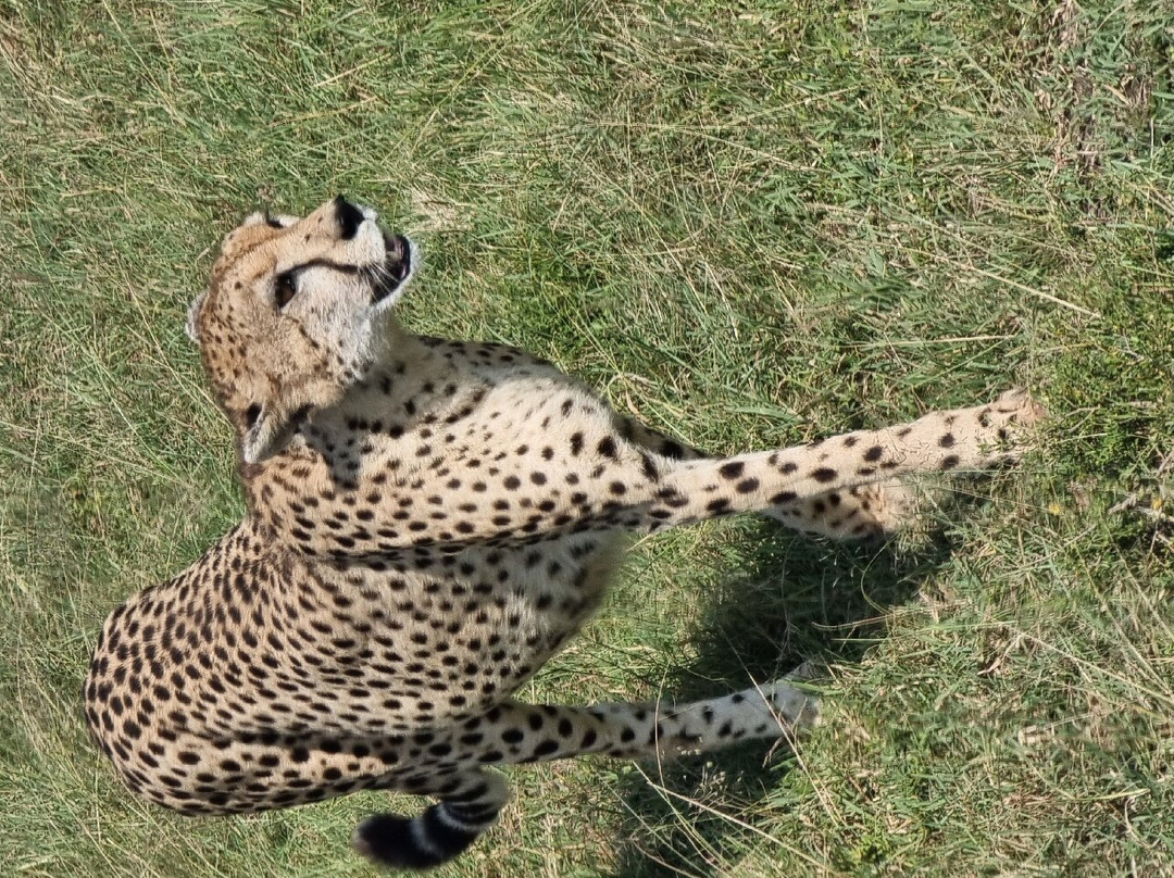 Kairi Tours and Safaris-内罗毕必去景点