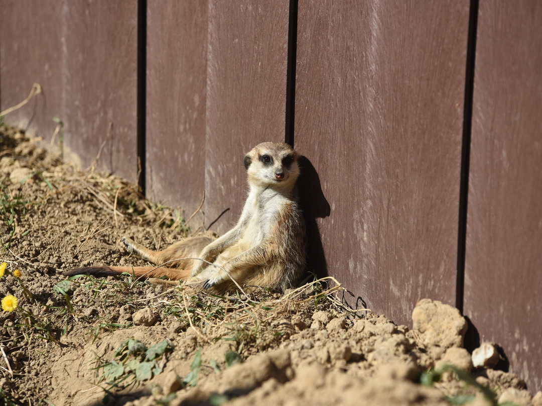 Tierpark Gettorf景点图片