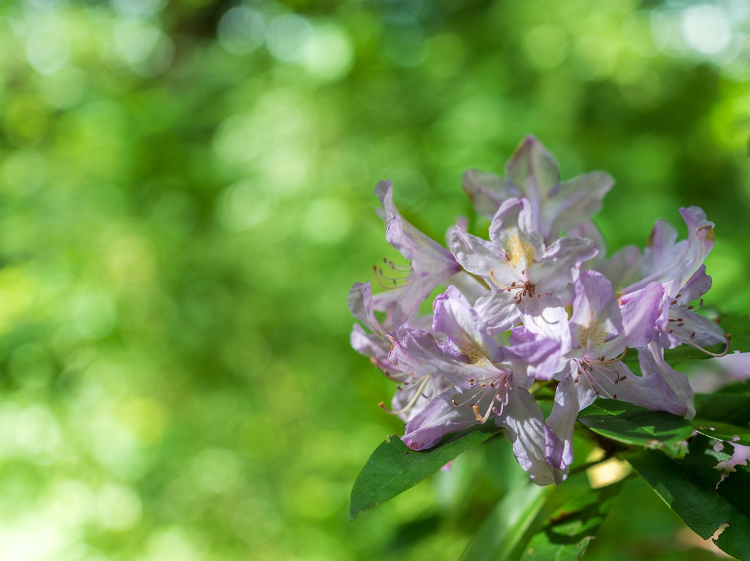 Cruachan House主图