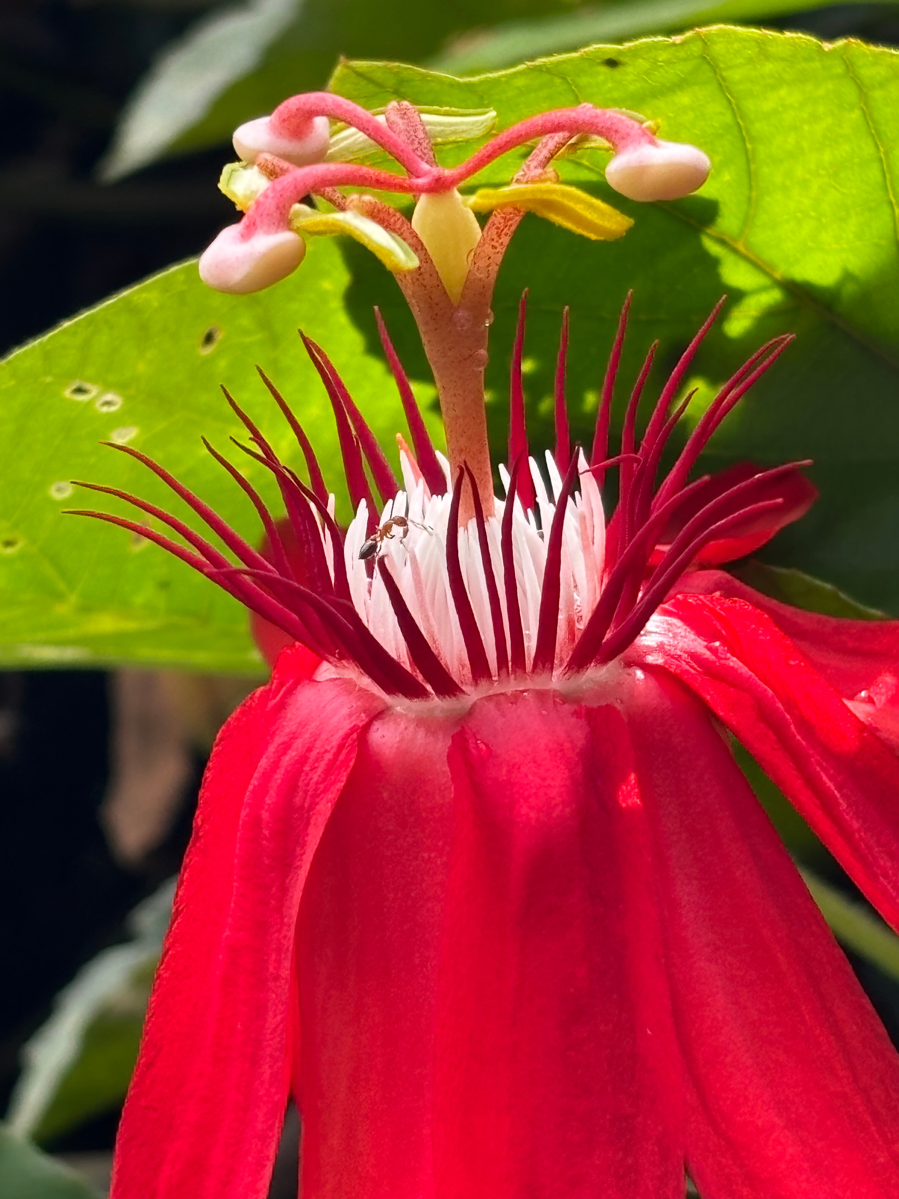 Tushita Nepal-官方