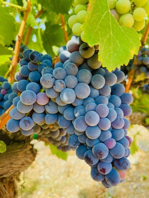 Besson Family Vineyard-吉尔罗伊必去景点